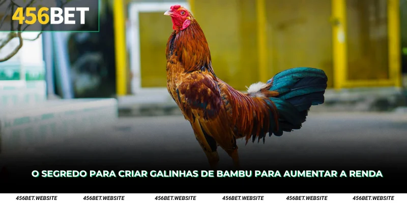 O segredo para criar galinhas de bambu para aumentar a renda