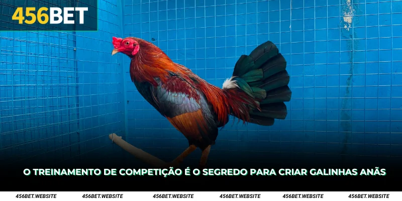 O treinamento de competição é o segredo para criar galinhas anãs