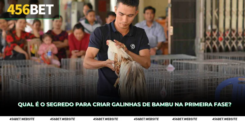 Qual é o segredo para criar galinhas de bambu na primeira fase